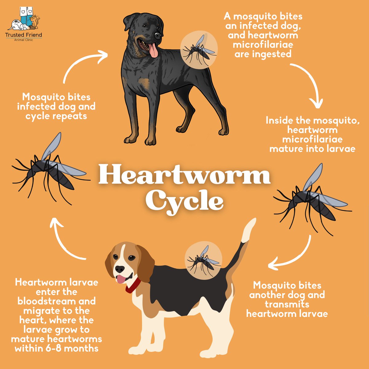 Have you ever wondered how heartworm is transmitted? Here are the steps to the heartworm cycle. #HeartwormAwarenessMonth