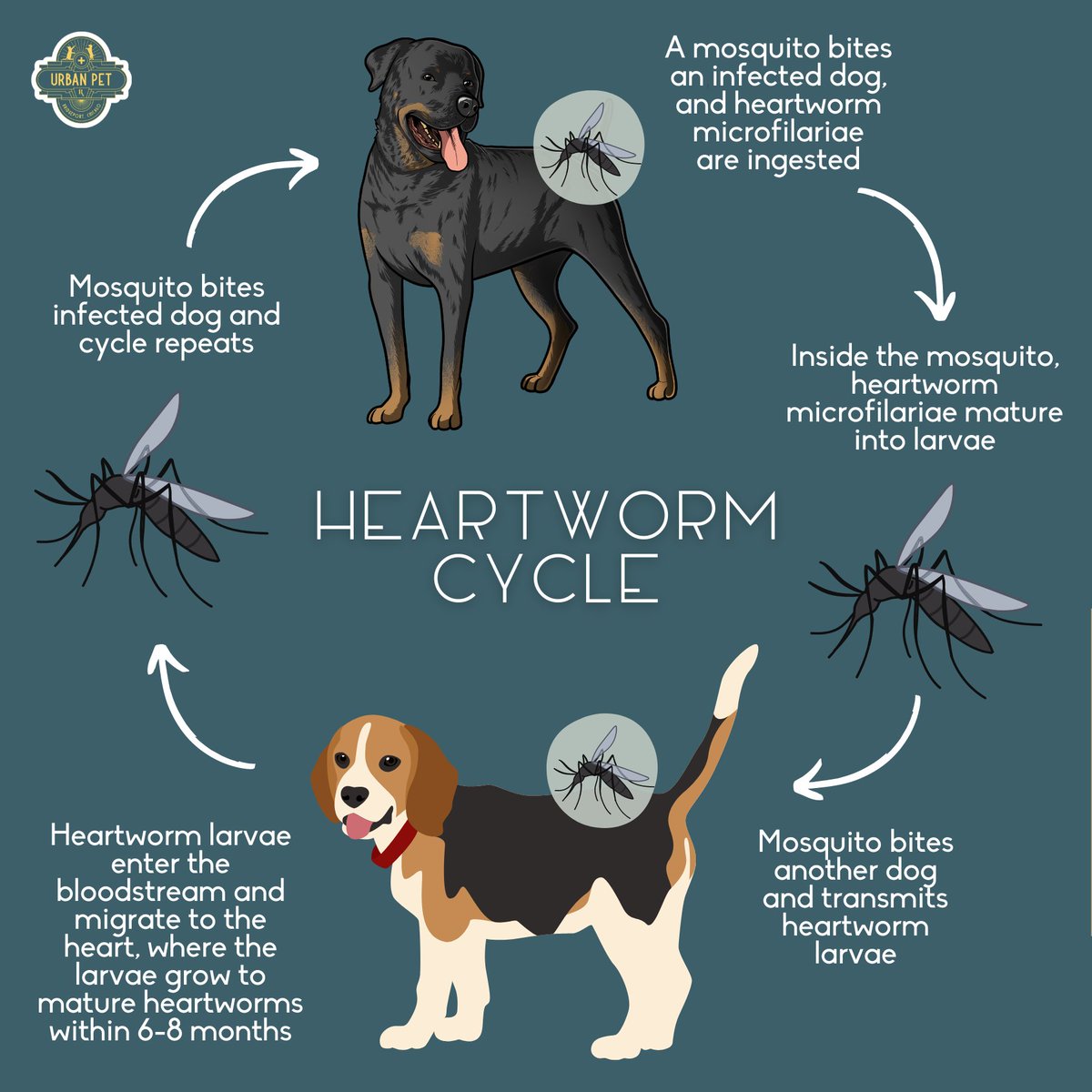 Have you ever wondered how heartworm is transmitted? Here are the steps to the heartworm cycle. #HeartwormAwarenessMonth