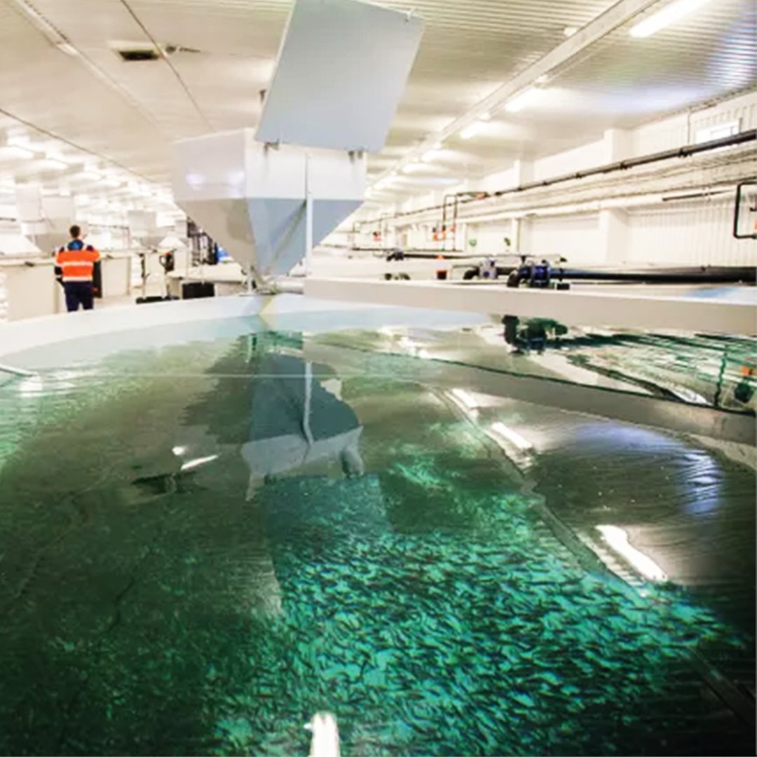A recent study found that feeding rainbow trout with insect and poultry by-product meals can improve their growth and overall welfare, while reducing the environmental impact of fish feed and could be a sustainable option for the aquaculture industry.

Read more from <a href="/thefishsite/">The Fish Site</a>