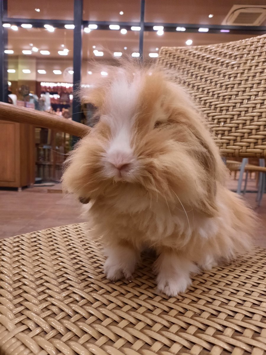 kobalas's tweet photo. Her defasinda kopek sanilmaktan sıkılmış kendisi..🥰
https://t.co/RkvcyHgzhG https://t.co/27zvX5rZaG