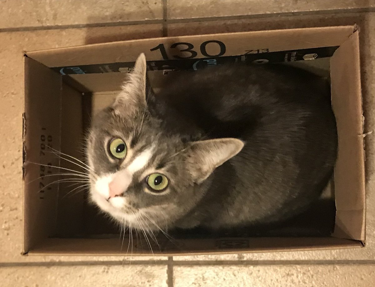 New box today😺 Wahoo- Lily

#ThrowbackThursday #TabbyTroop #KittyTwitter