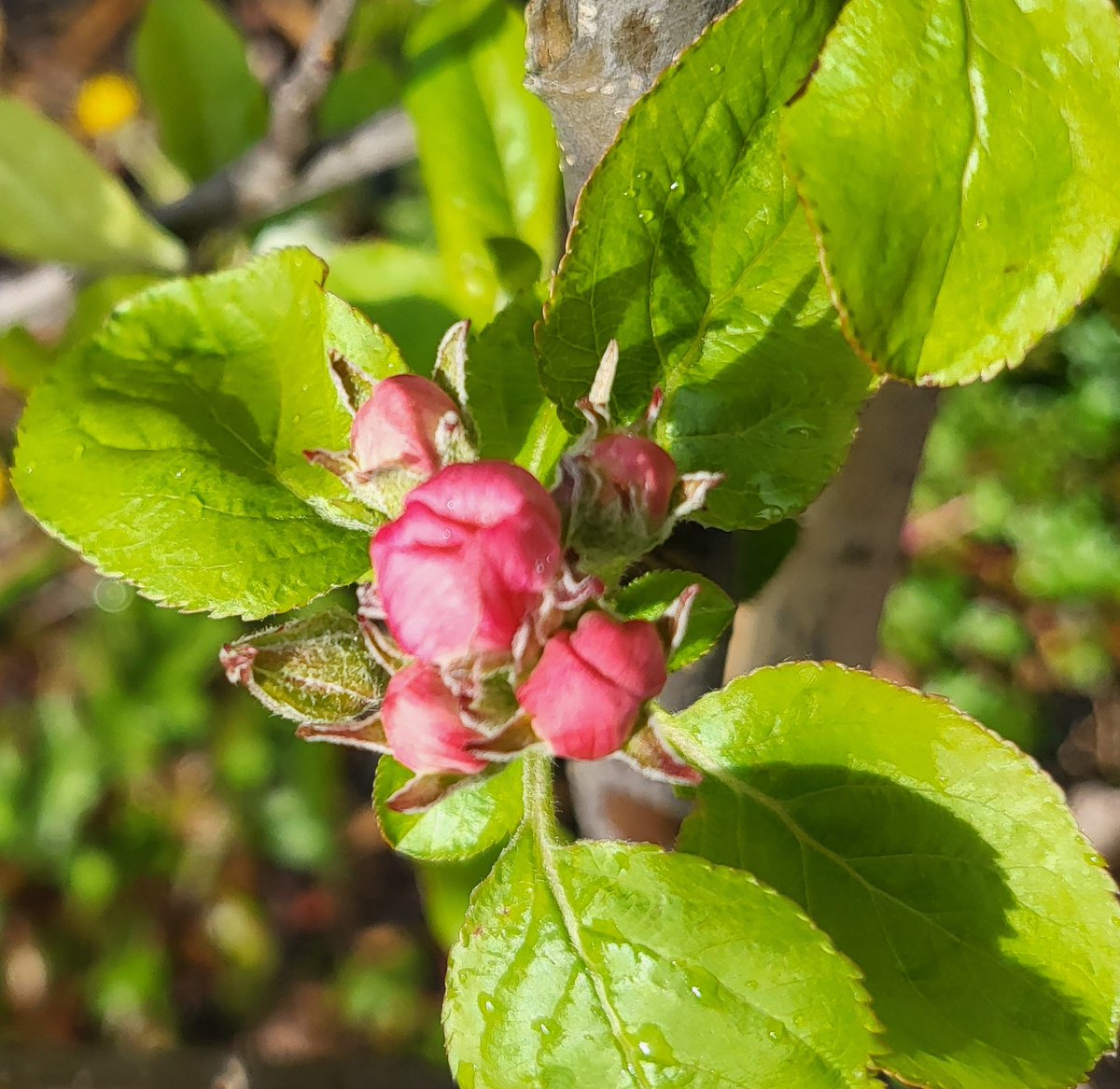 That time of the year again @Fruit_Watch is back & @ChrisWyver33 even chatted to @itvmeridian about it. 
GB #citizenscientists please upload your 🍎🍐🍒 flowering records to fruitwatch.org & spread the word Thanks! @UniRdg_SAPD @OracleResearch #phenology #climatechange