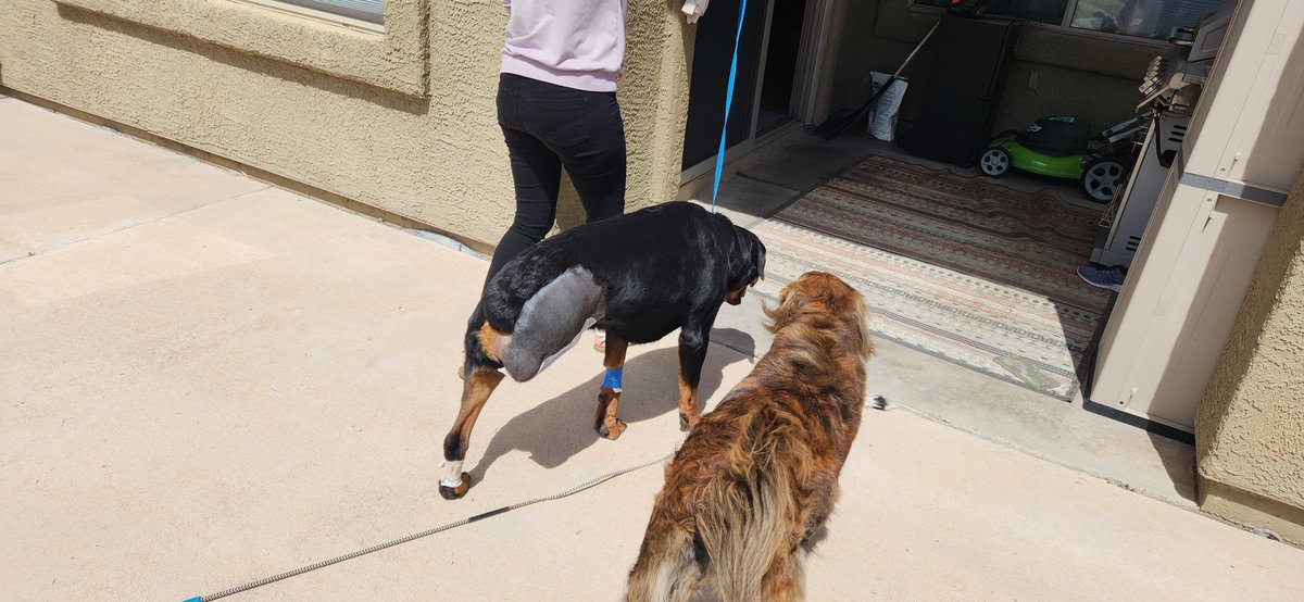 Update. 

Tugboat has 3 legs now, he doesn't have any nodules in any other appendage or in his lungs. 

He is back home and hobbling around. Thanks for all the kind words over the past few days. I'll still be absent for a bit until he has acclimated to three leg life.