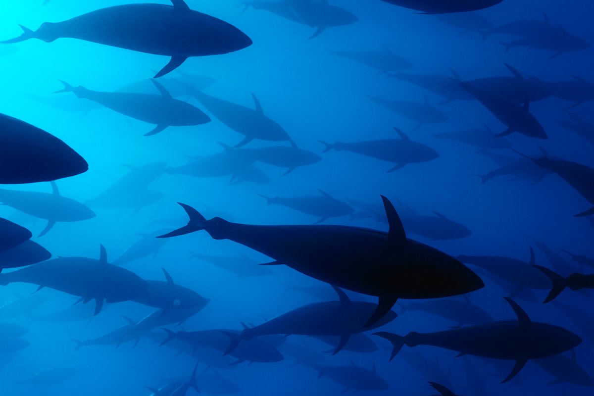 DYK bluefin tuna are known for their swimming ability & can cross the Pacific Ocean in just 2 months? These creatures are some of the ocean’s most remarkable, which is why we are proud to provide a cell-cultured alternative that can help stabilize their wild populations🐟