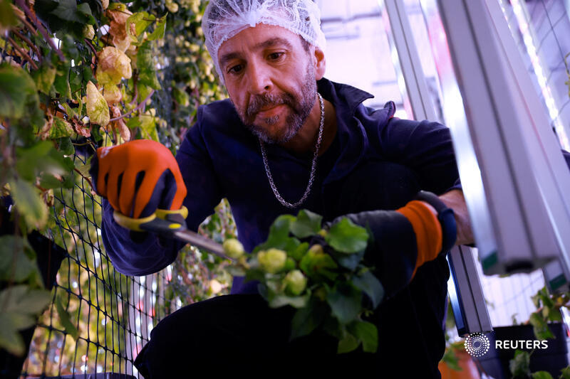 An indoor hops-farming start-up in Spain says growing vines indoors using hydroponics could be the best way to future proof their supply from climate change.

'We're on a mission to save the world's beer,' their chief executive told <a href="/Reuters/">Reuters</a>. Thread with 📷 Juan Medina 1/6 🍺