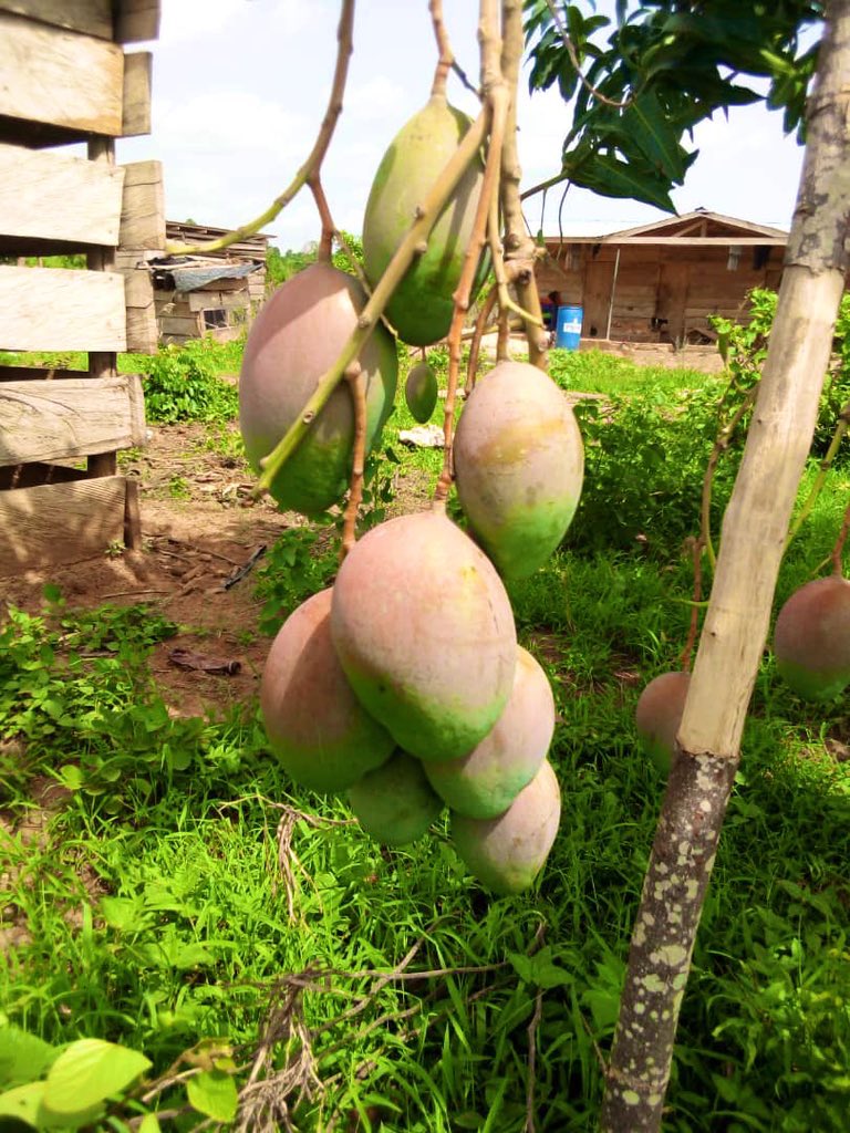 africaexpotours's tweet photo. RT @MichaelPAdjei: RT @basalcrops: Heavy rain can destroy soil and harvests in minutes. For the past 4 years we’ve been working to find ways of protecting the land &amp; livelihoods. We are happy to share our successes for #Begoro #keitt #mango plantatio… https://t.co/n61tr3qaiO