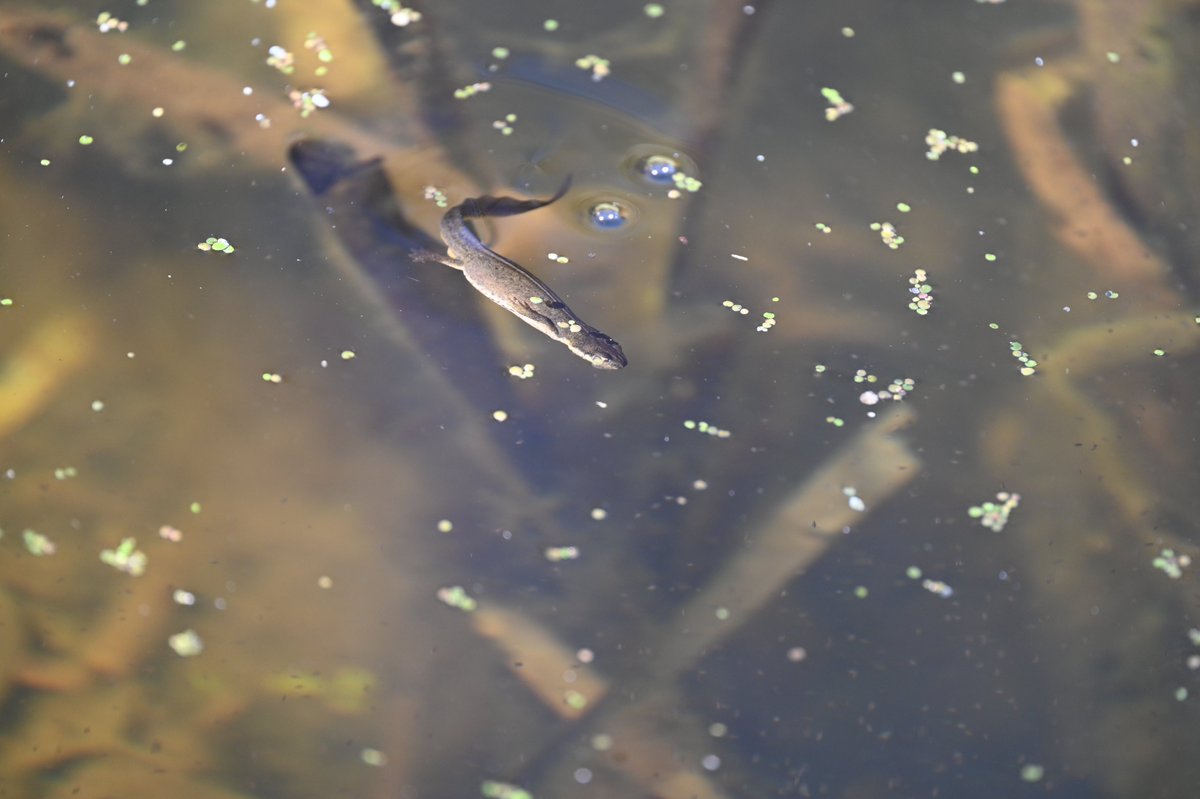 From 07.04 at Bawsinch platform pond; saw  3 or 4 +/-. @seekbyinat says Lissotriton or L. vulgaris. I've seen hibernating L. vulgaris (Smooth Newt) & Ichthyosaura alpestris (Alpine Newt) on the reserve before so jury's out.
@LothianARG @scotwild @EdinburghNats @ForthNatureScot