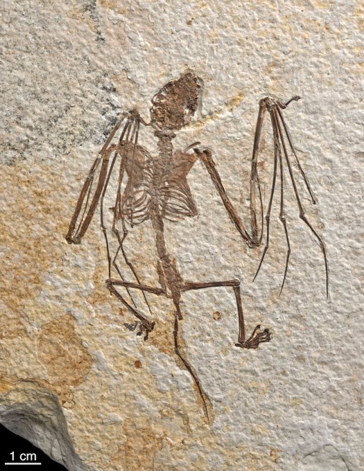 Full bat skeleton encased in light colored rock.