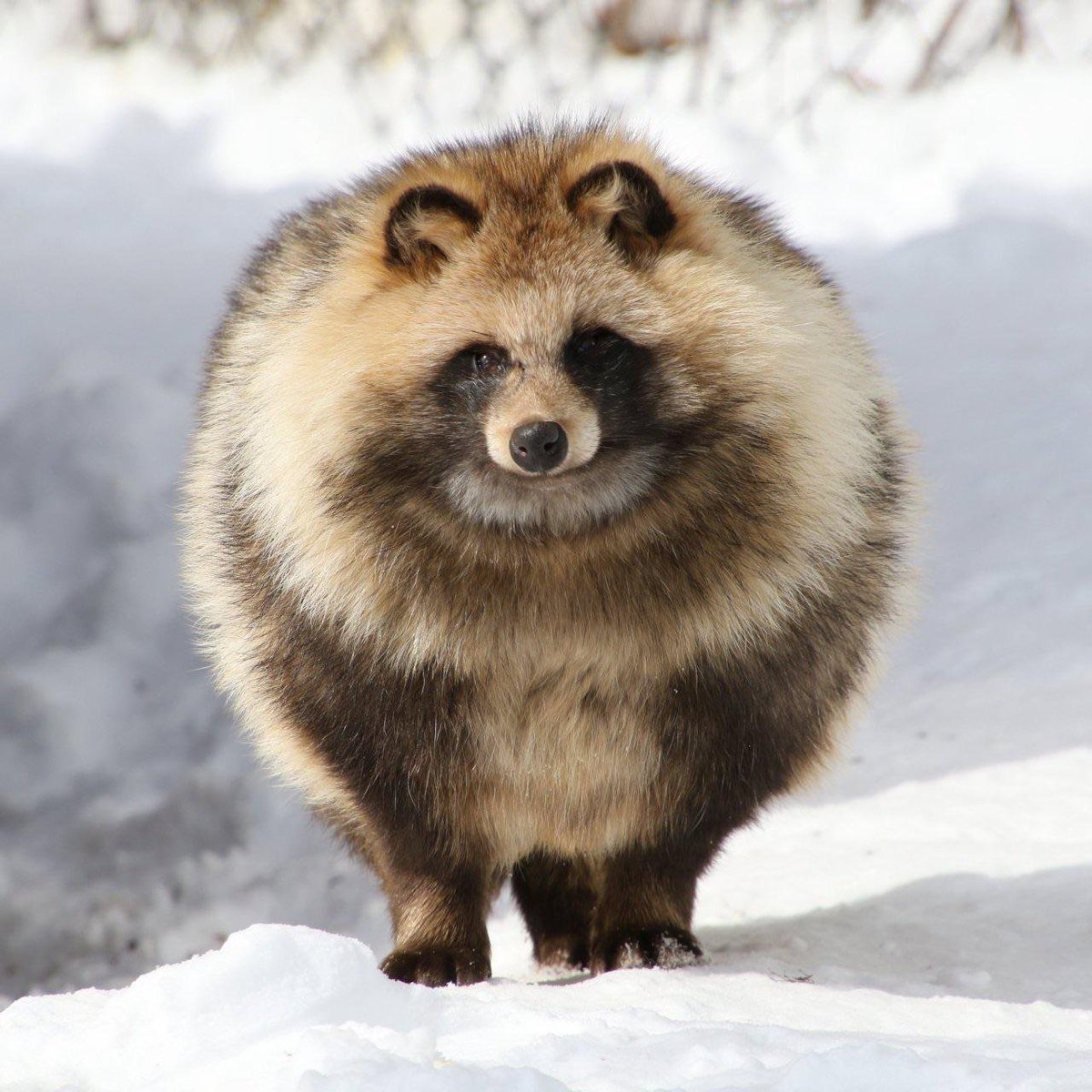 tanuk1ttv's tweet photo. OC vs IRL

time to keep the chain goin, while everyone knows what a kitsune is, not many people know what a tanuki is, so this is lowkey a tanuki awareness post too! 🦝🥜 #tanuki #tanukiawareness https://t.co/3f4H5S3y6S