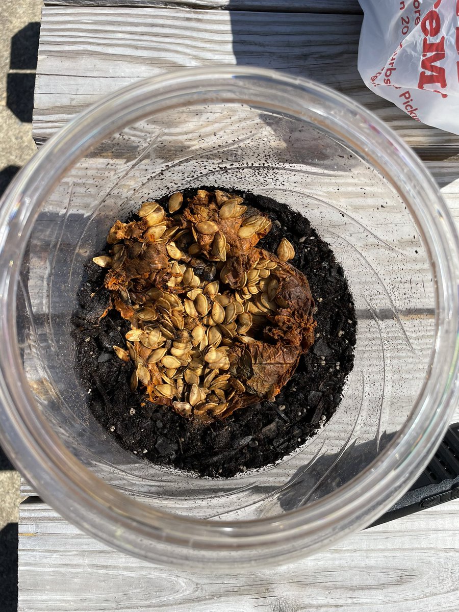 Ms_Murraysclass's tweet image. How it started -&amp;gt;How it’s going! 
We have love watching Pumpkin Jack change over time since October! We are hoping to see some pumpkin sprouts soon!! @PotowmackES