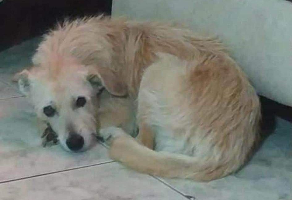 AlertaMePerdi's tweet photo. #PERDIDA #GUAYAQUIL 
Nombre: #COCOCHA
Fecha: 23/02/23
Sector: Sur, La 13ava. y Domingo Savio.
Sexo: Hembra.
Raza: Mestiza.
Obsv.: Pelaje color amarillo, ojos cafés pintados bien negritos, es mediana.
Contacto: 0988923678
¡Ayúdala a volver con su familia!
#AlertaMePerdí https://t.co/CsD7JYu9SF