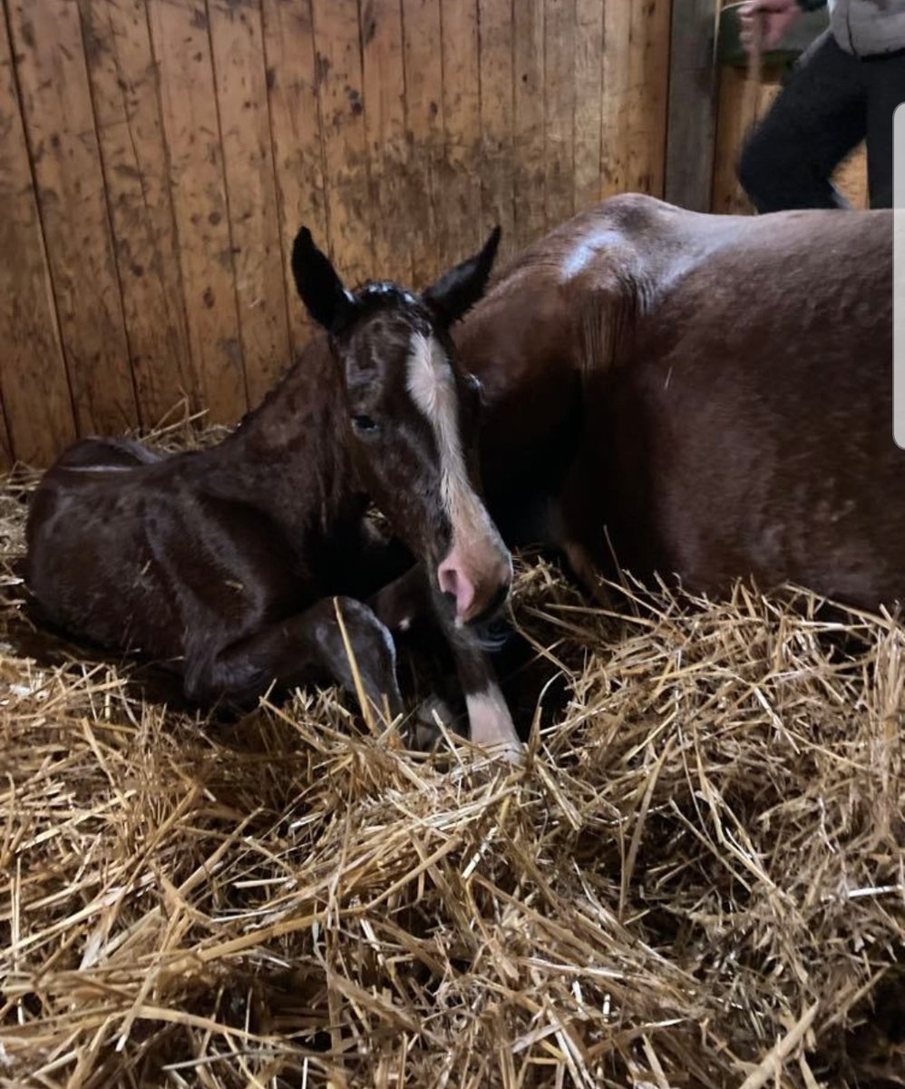 StableThyself's tweet image. Blesse Thyself, årets första föl, en riktig snygging!
Lillebror till bl.a.
#HeavySound 8.331.714 kr 09,2ak        
#ManatWork   1.784.200 kr 10,4ak
#FatherPatrick &amp;amp; #IllustreNovember