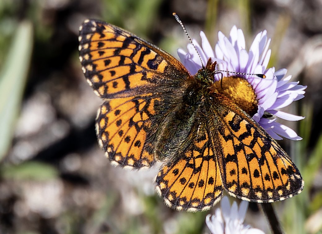 marnicpatterson's tweet photo. This is what summer looks like along the #beartoothhighway near #beartoothpass in #wyoming and #montana.

#beartoothmountains #butterfly #bee #discover_wyoming #explorewyoming #visitwyoming  #visitmt #travelwritersuniversity #IFWTWA #phototravelers #beautifuldestinations #tbt https://t.co/JI8PlYR7PP