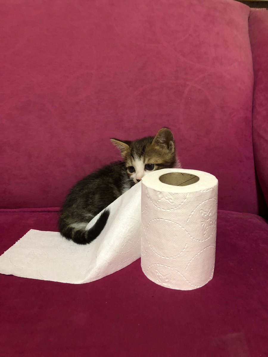 peçete kadar kedy @prensesprofilii