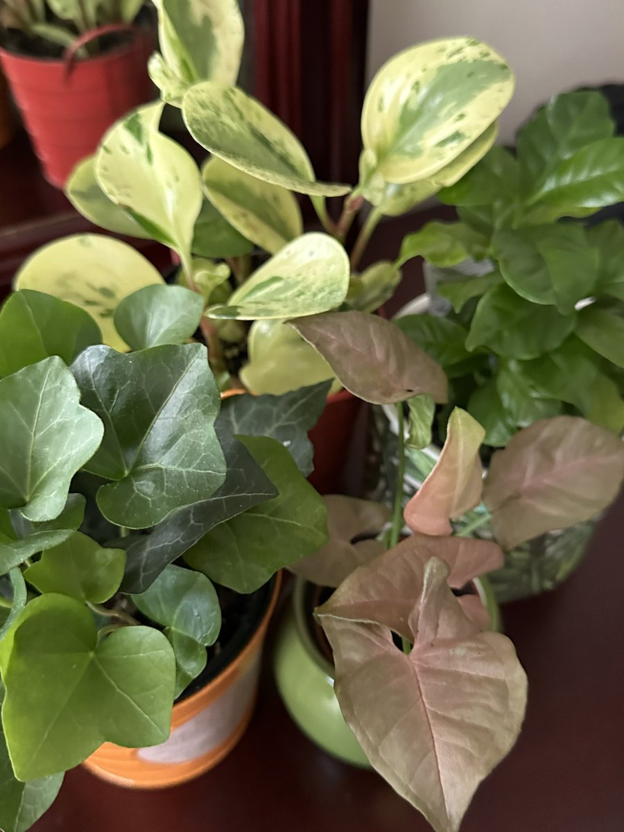 bri 👽 tweet media