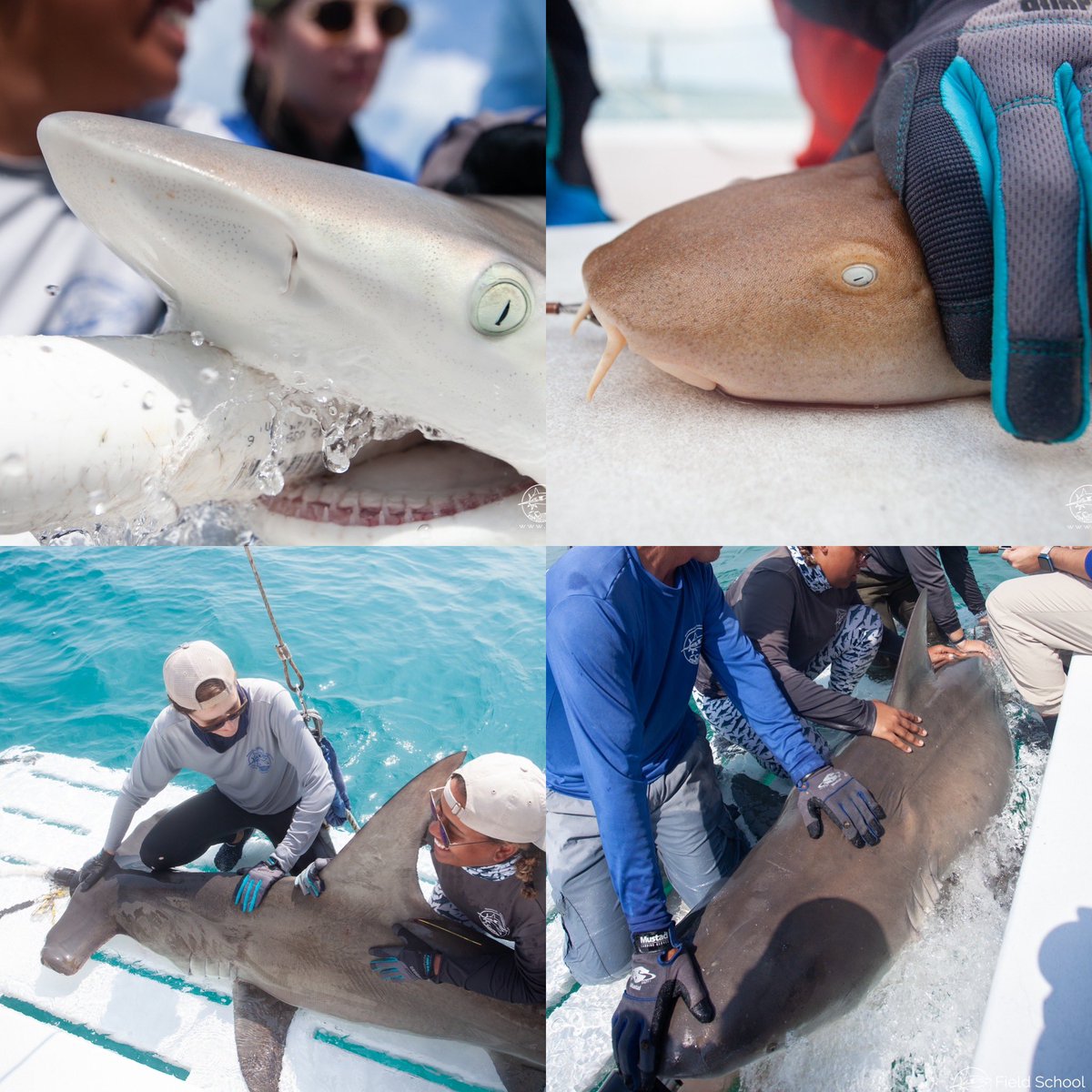 Had an amazing opportunity learning the ropes of field work with sharks for a week among an amazing group of scientist #blackinmarinescience