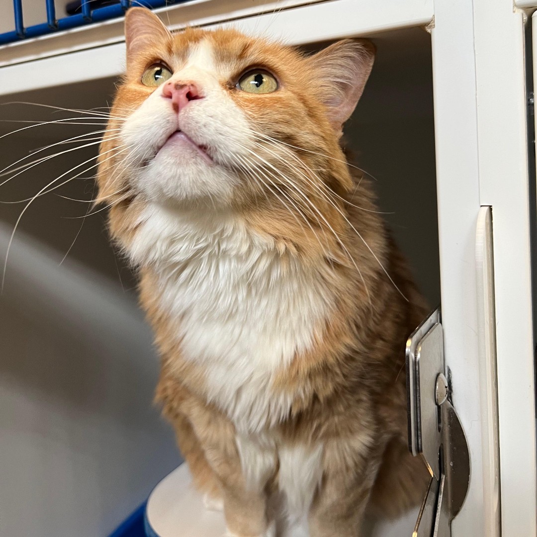 WinnipegHumane's tweet photo. ❤️🐱 Poco is purrfect in every way! He may have a bit of a furrowed brow, but trust us; he is a sweet cat with a confident and silly attitude. This 10-year-old knows what he wants and when he wants it. Visit Poco at 45 Hurst Way or call us at 204-982-2035. #adoptdontshop https://t.co/0wrhunoi9v
