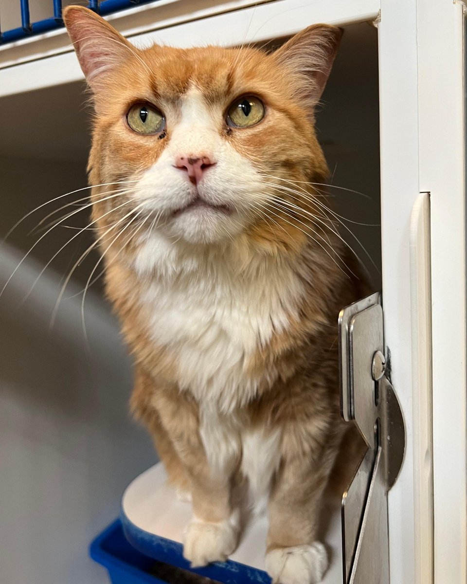 WinnipegHumane's tweet photo. ❤️🐱 Poco is purrfect in every way! He may have a bit of a furrowed brow, but trust us; he is a sweet cat with a confident and silly attitude. This 10-year-old knows what he wants and when he wants it. Visit Poco at 45 Hurst Way or call us at 204-982-2035. #adoptdontshop https://t.co/0wrhunoi9v