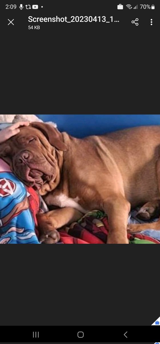 OPP_WR's tweet photo. #OPP investigate animal cruelty complaint in #Waterford after 2 y/o "Bain" a French Mastiff was poisoned and pronounced dead at the veterinary hospital. Police seeking public assistance!  Anyone with info, call 1-888-310-1122 or @hncrimestoppers. @NorfolkCountyCA #NorfolkOPP ^es https://t.co/2HbF7eZ8ET