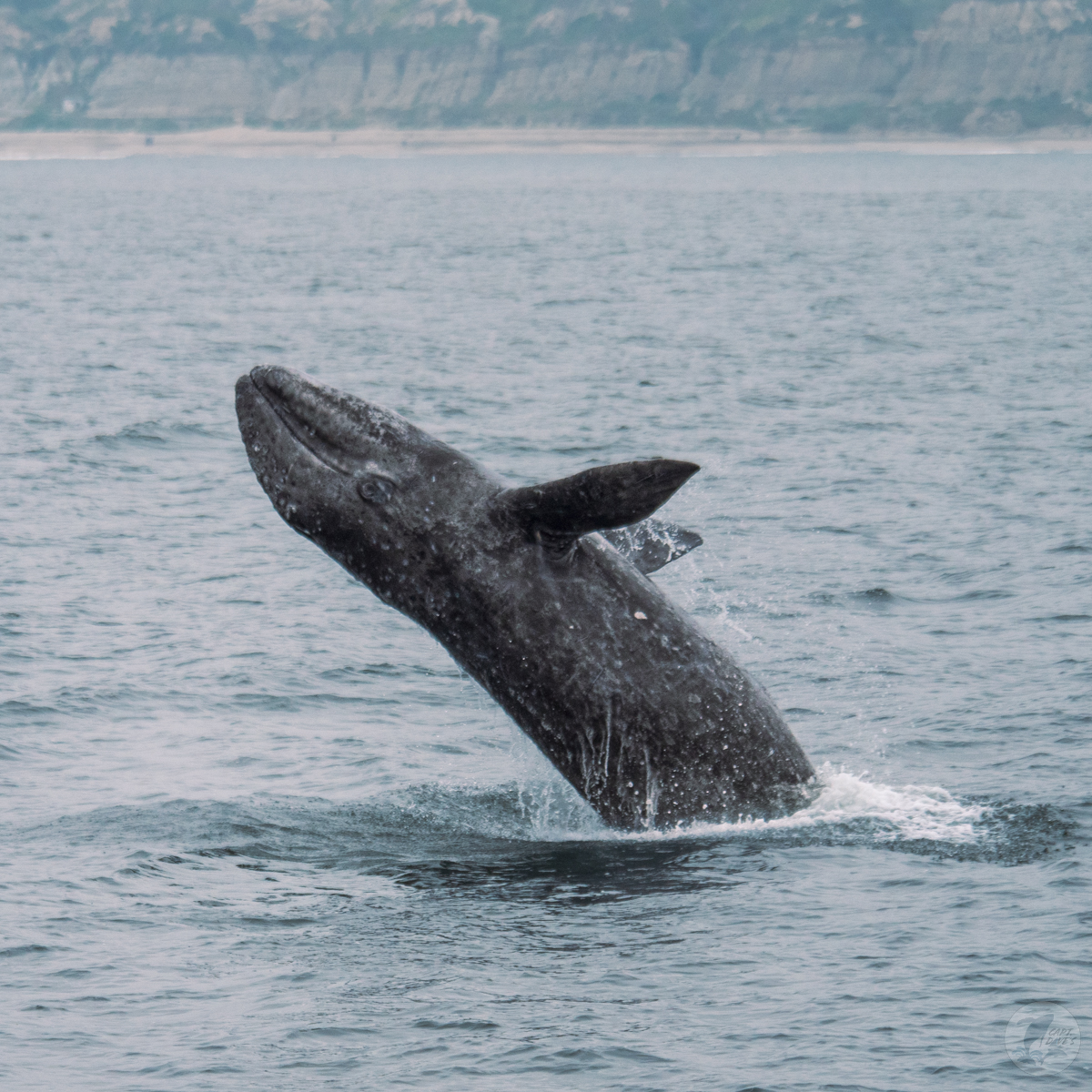 DolphinSafari's tweet image. Breaching #graywhale calf! All of yesterday's safaris enjoyed a cow/calf pair and our "early bird" #whale watchers experienced the joy of watching the calf breach repeatedly. What makes you jump for joy?

(📷: Caitlyn Nieblas 4.12.23)
#funthingstodo #ecotourism #danapoint