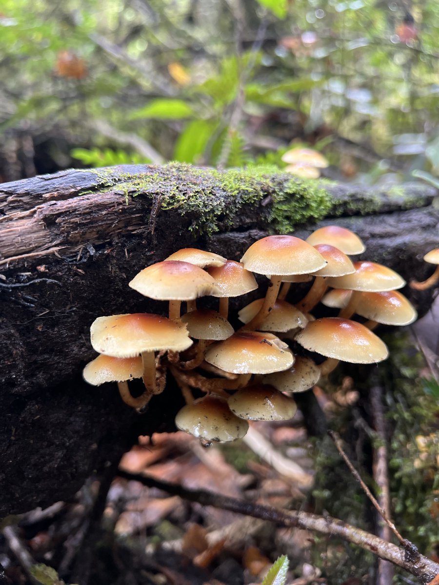 Happiness is hiking in autumn through an amazing temperate rainforest near my home in the Northern Patagonia and finding this fantastic festival of forest fungi.

¿Can you identify any of the species? <a href="/LemuEarth/">Lemu 🌍</a> 🍄❤️🌏