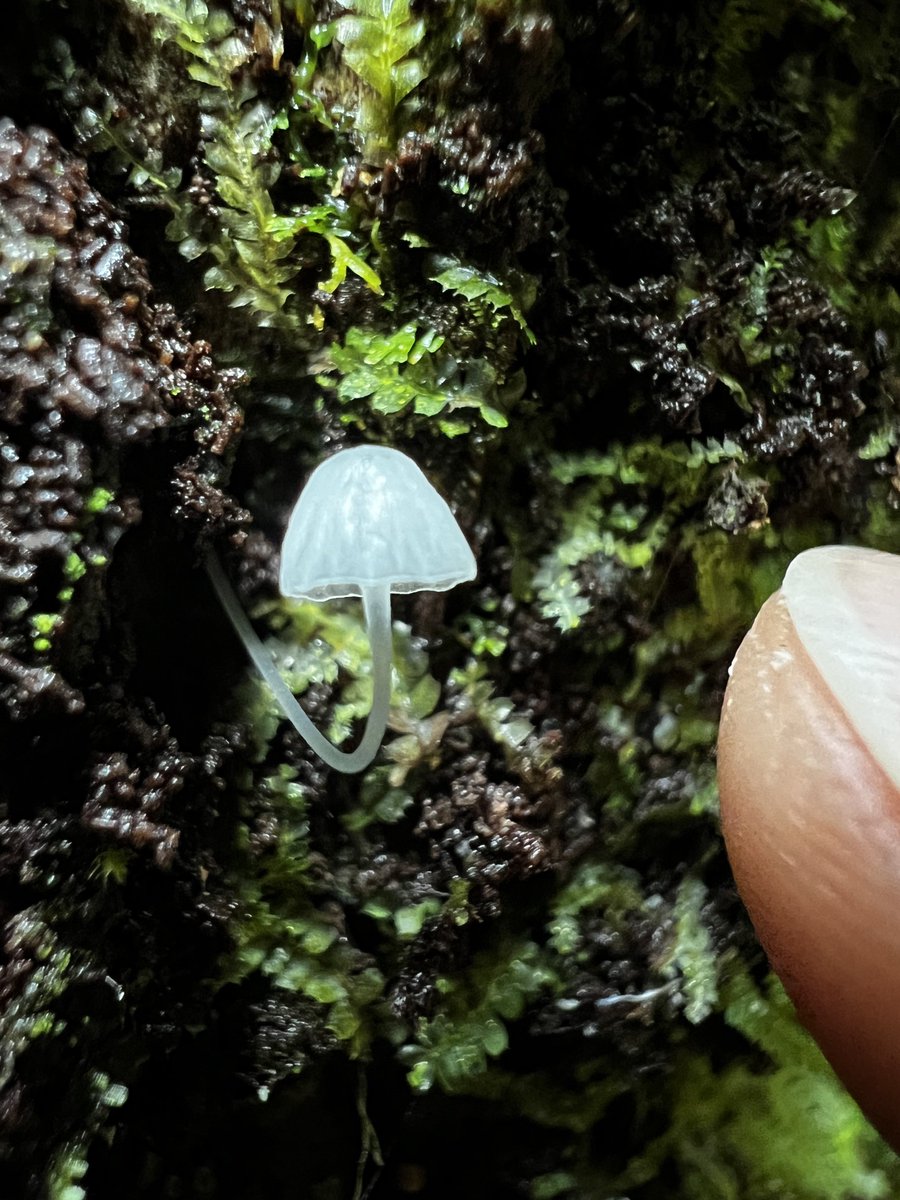 Leo Prieto tweet media