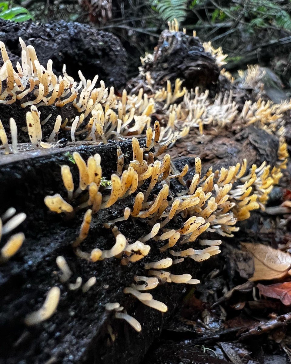 Leo Prieto tweet media