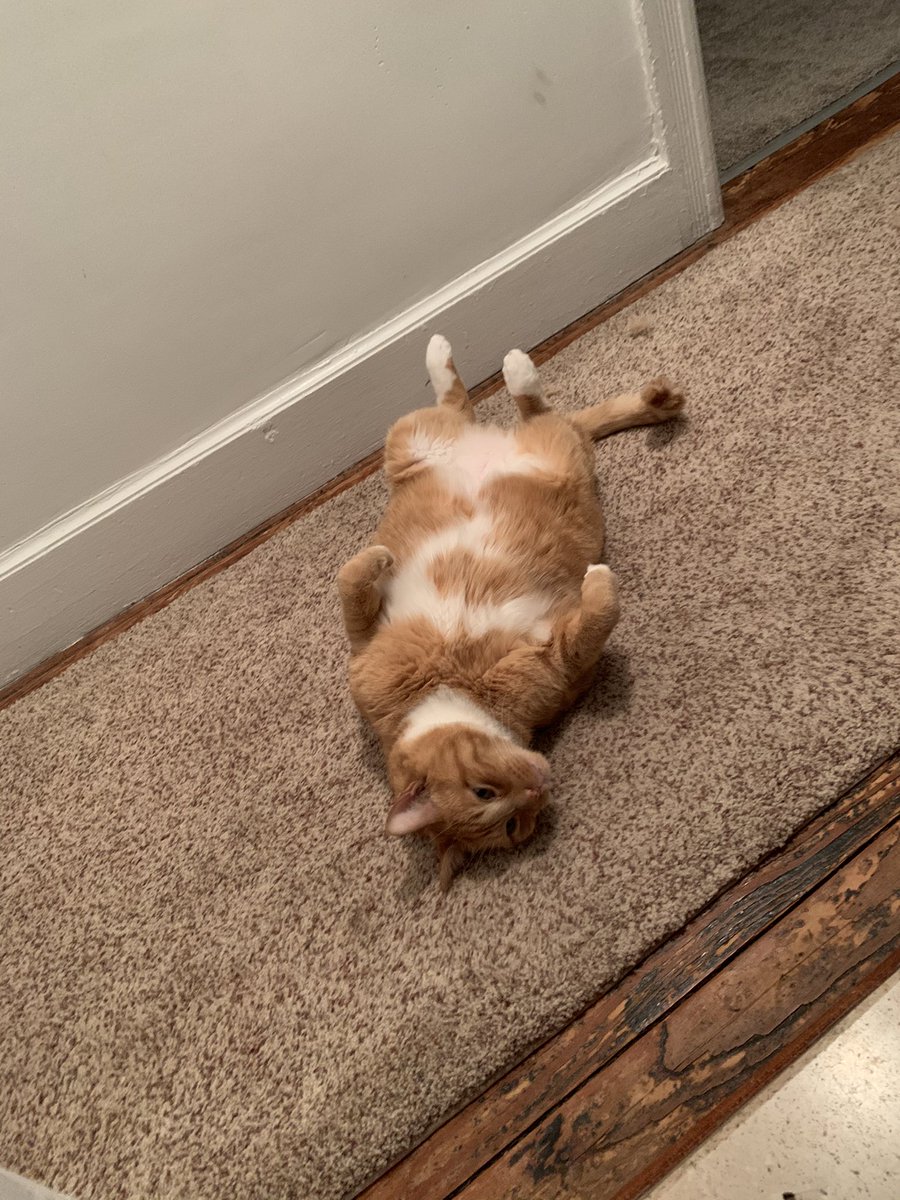 AnnMarie419's tweet photo. Happy birthday to my oldest.  You’ll always be my loud, annoying fat cat. ❤️

#12yearsyoung #happybirthday #cats #fatcat #orangetabby #tabbycat #petownerproblems #weirdo #oldgrump #oldman #mybud #alwaystalking #CarterFlynn https://t.co/PG5PIhRQA0