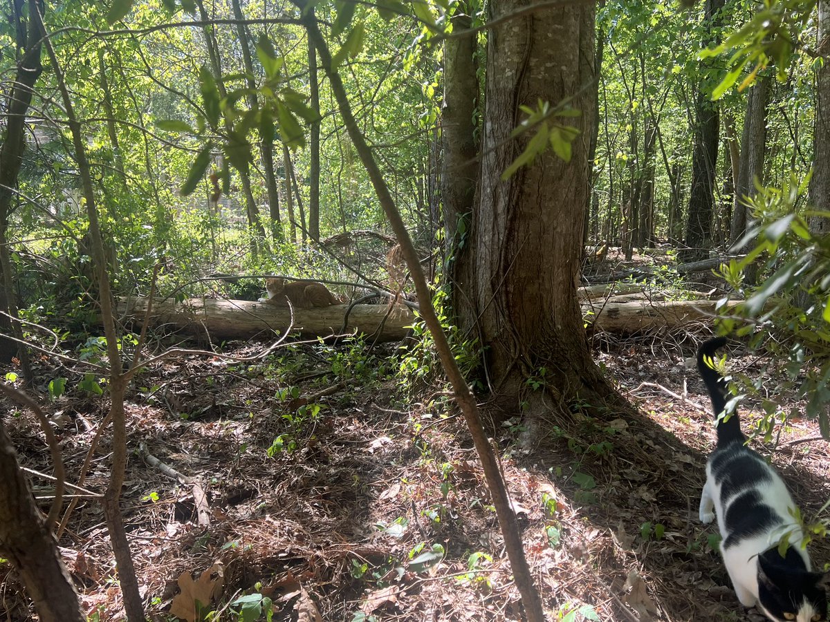 Melissa Follin tweet media