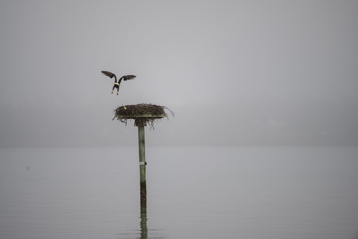 NCAquariumatPKS's tweet photo. One foggy day this spring we spotted a bald eagle on the osprey nest. It caught a fish and was eating it on the osprey nest then flew away across Bogue Sound. We often see bald eagles in the area. https://t.co/zqOq48w52c