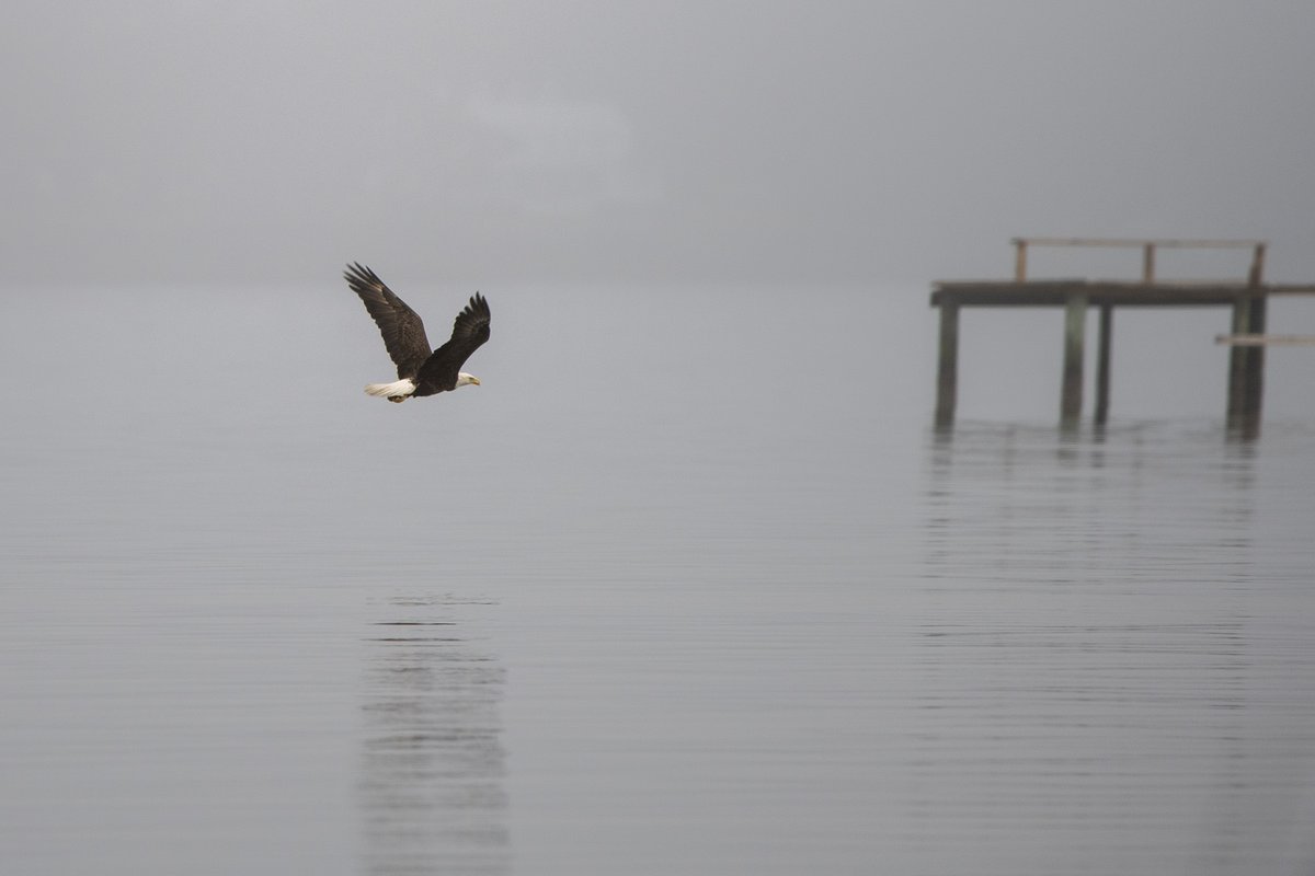 NCAquariumatPKS's tweet photo. One foggy day this spring we spotted a bald eagle on the osprey nest. It caught a fish and was eating it on the osprey nest then flew away across Bogue Sound. We often see bald eagles in the area. https://t.co/zqOq48w52c