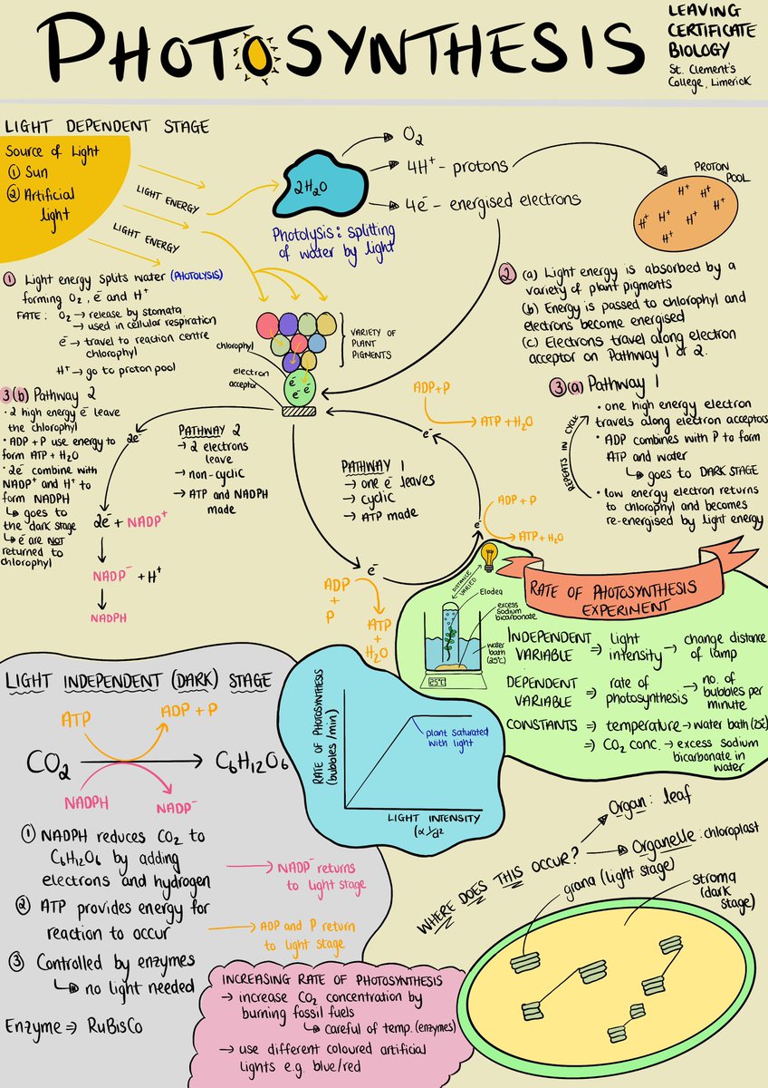 Quick one pager on Photosynthesis! Sometimes easier to look over when hand written! #LCbiology