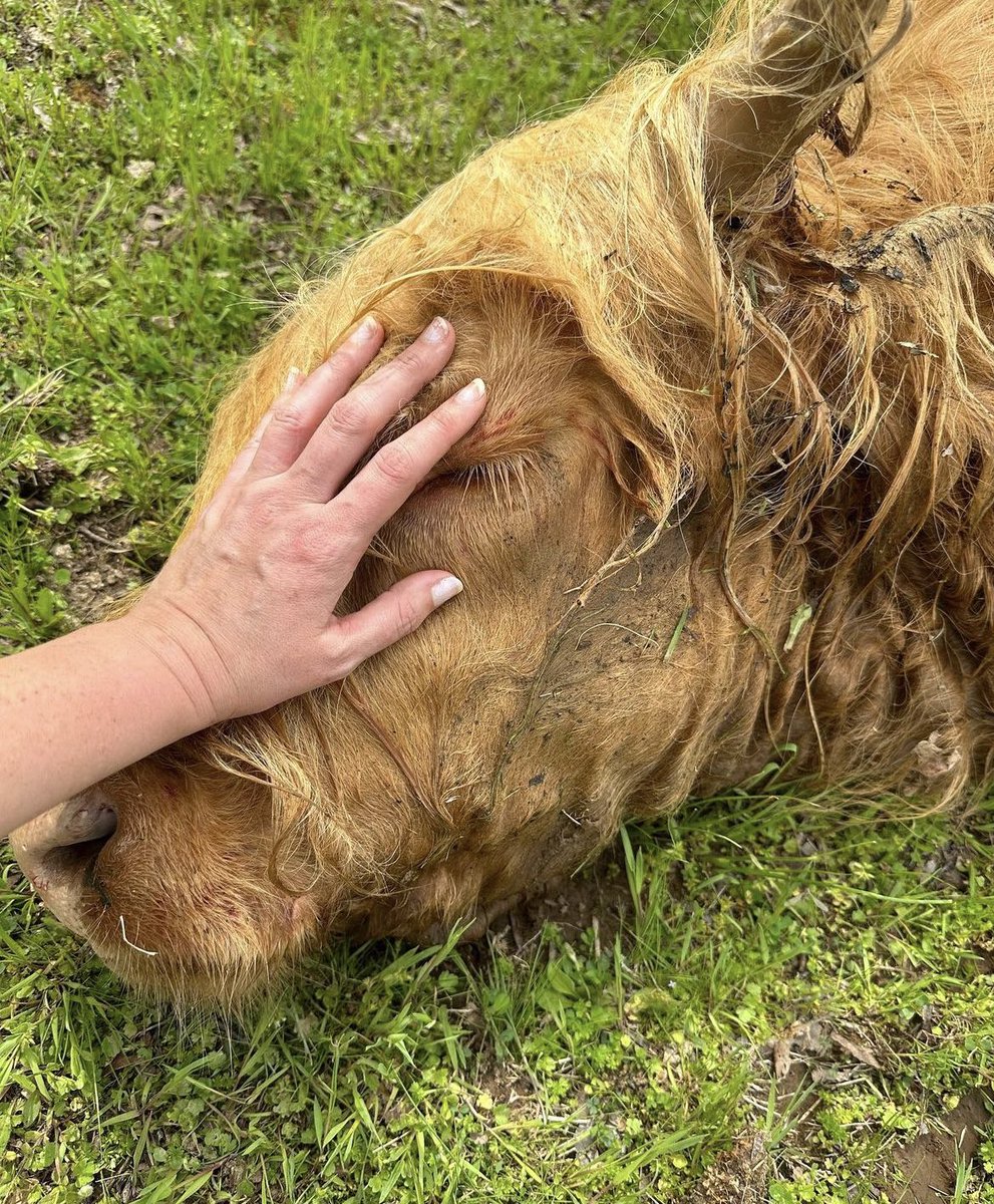 Allie Beth Stuckey tweet media