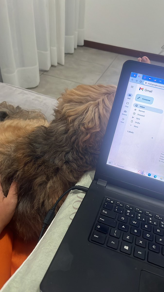 Samira 🇺🇸🇧🇷 tweet media