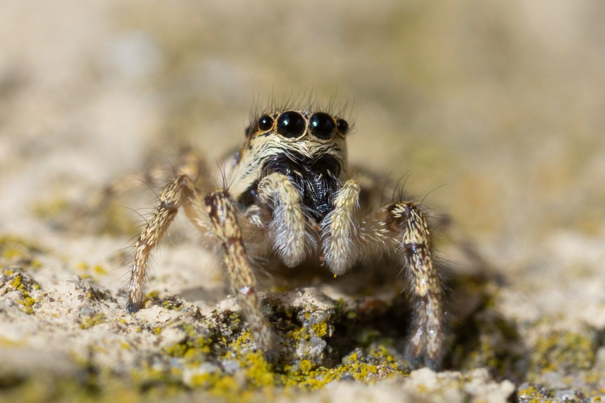 A jumping spider on the garden wall this morning

#zebraspider #spiders #macro #macrophotography #wildlife