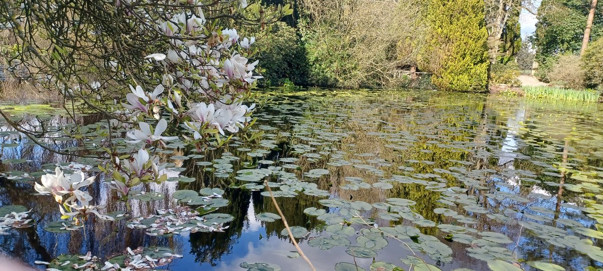 annpen's tweet photo. Beautiful magnolia tree over the lily pond in #Altamount https://t.co/xubZCtawTK