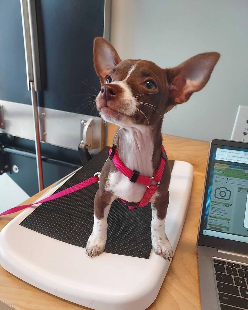 Short Stack may be little, but she’s got a big personality 🤩
•
•
•
•
•
•
•
•
•
•
•
•
•
•
#BYVH #BrooklynYardVet #Pdx #Portland #PortlandDogs #PdxPets #DogsRule instagr.am/p/Cq_PQOiPQPC/