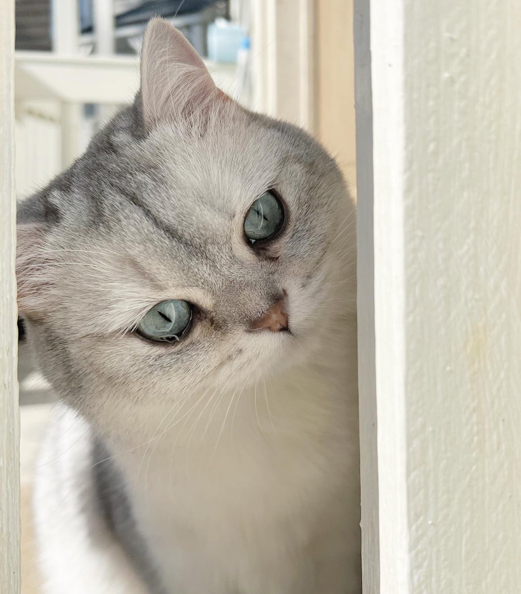 kstansbu's tweet photo. @DontShowYourCat My cat, Misha. https://t.co/ZIkYIHwMek