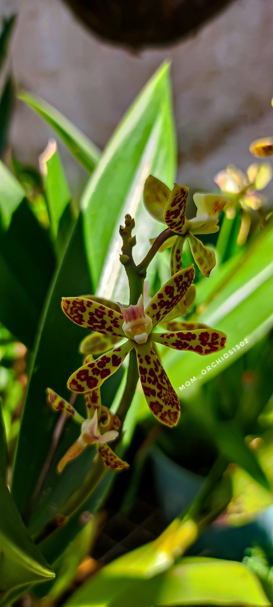 Orchid Prosthechea vespa 🌿

#orchidsofcolombia #orchidspecies #loveorchids🌸 #loveorchids❤️
#orchidspecies #instaorchids #myorchids #orchidscollection #orchidseason #orchidphotography  #orchidsgarden  #orquideomania #orquideasdecolombia #orquideasdelvalle #orquideaslagocalima