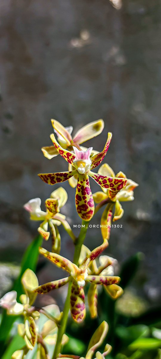 Orchid Prosthechea vespa 🌿

#orchidee #orquidias #orchideen #orchidinsta 
#photography #photo #instaphotography #instaorchidee #orchidsbuchacollection #orchidshow #orchidsofcolombia #orchidspecies #loveorchids🌸 #loveorchids❤️ #plantorchids #flowerorchidloveoftheday #Colombia