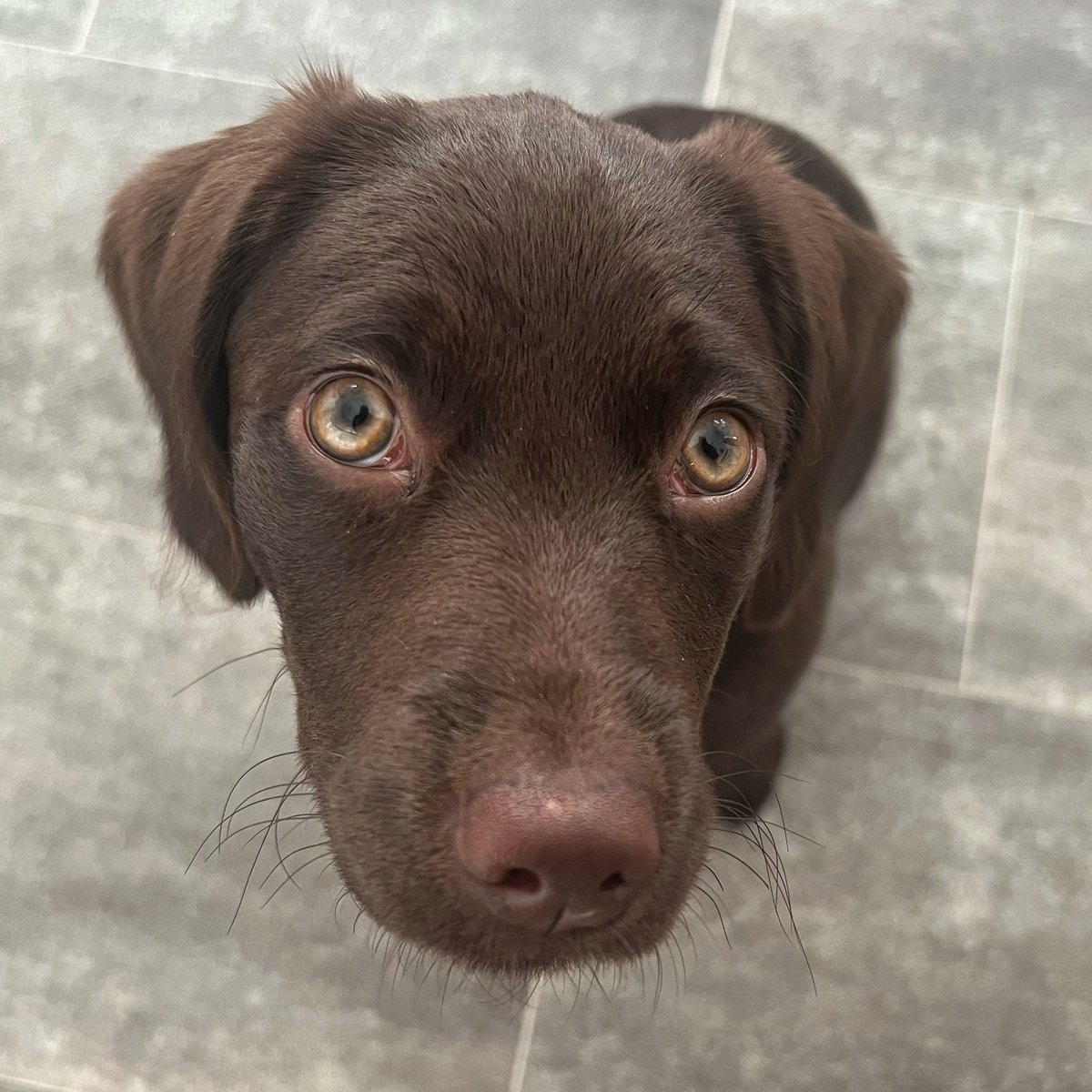 TillyandNancy's tweet image. Nancy, much like Tilly, practically perfect!! Look at those eyes. 🤎👁️👁️ #DogsOfTwitter #PracticallyPerfect #RescueDog #TheEyesHaveIt