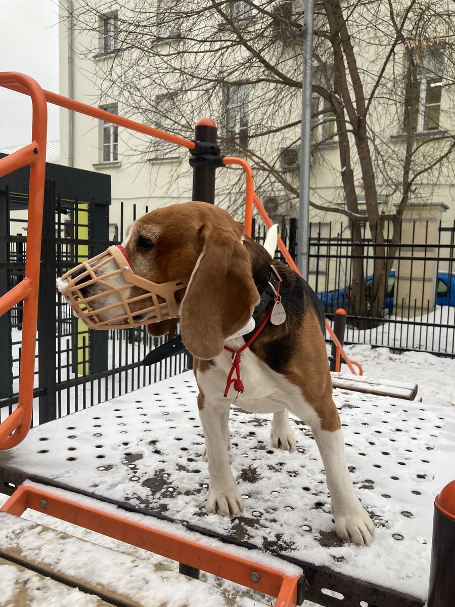 lisadonuuut's tweet photo. Вилли https://t.co/kAzaZx0znq
