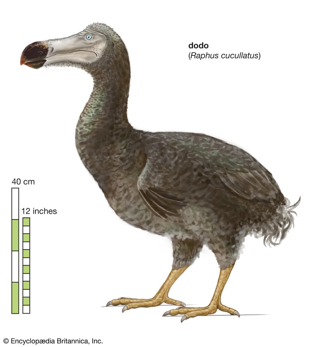 Another possible future is the Dodo. global temperatures rise and we reach irreversible tipping points world incompatible with human civilisation and heading to extinction. This scenario is already on the cards as tipping points are already being activated.