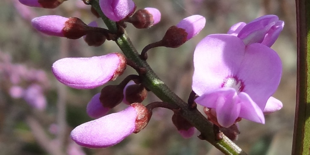 📷at our forest near Baynton in central Victoria is Austral Indigo (Indigofera australis) a vibrant purple flower. The flowers attract bees and other insects due to their production of pollen and nectar and is great food source for butterfly larvae. 
#GrowingHope #Ecosystems