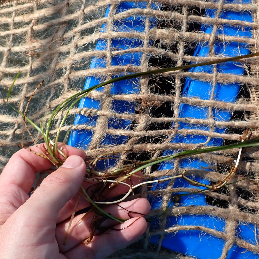 We have several #seagrass matting #events available this April! With your #participation, our #research #team can better understand the #solutions to #restore seagrass.

Learn more and register today ➡️ ow.ly/SMKT50NItVh

#loveyourlagoon #estuaries #science #onelagoon