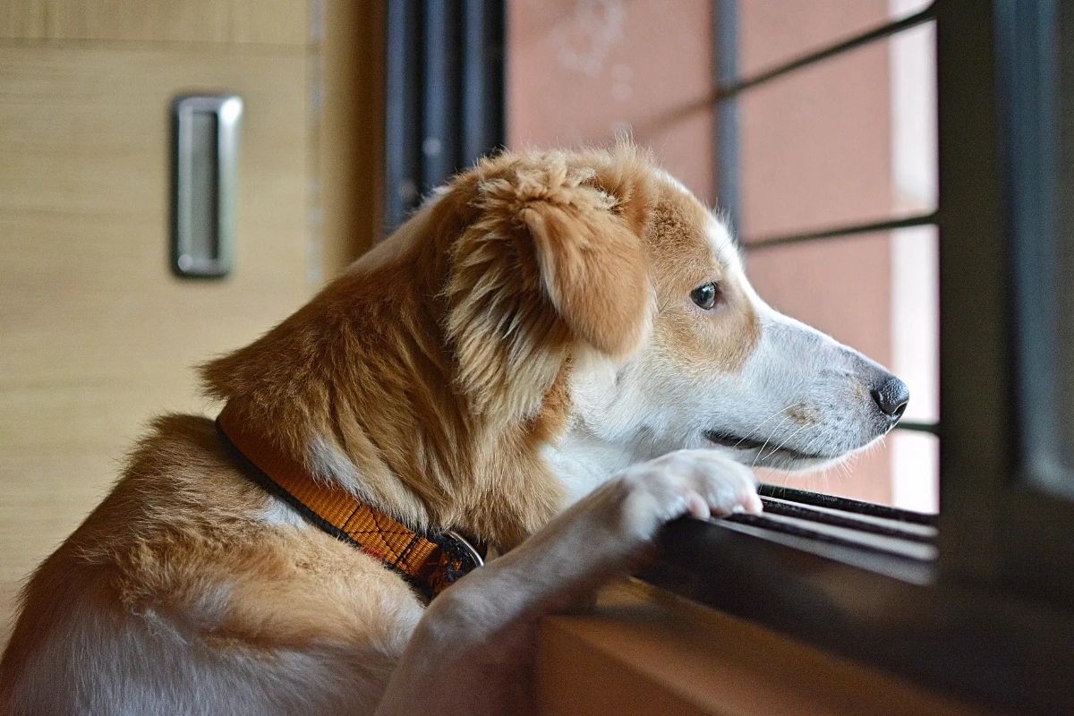 It could be that your pup is eager for summer, or they're dealing with anxiety, boredom, or illness. No matter what the case may be, our veterinarians will get to the bottom of your pet's change in behavior. #PetBehavior #PetCare
