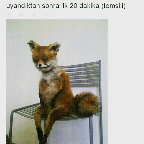 uyandıktan sonra ilk 20 dk