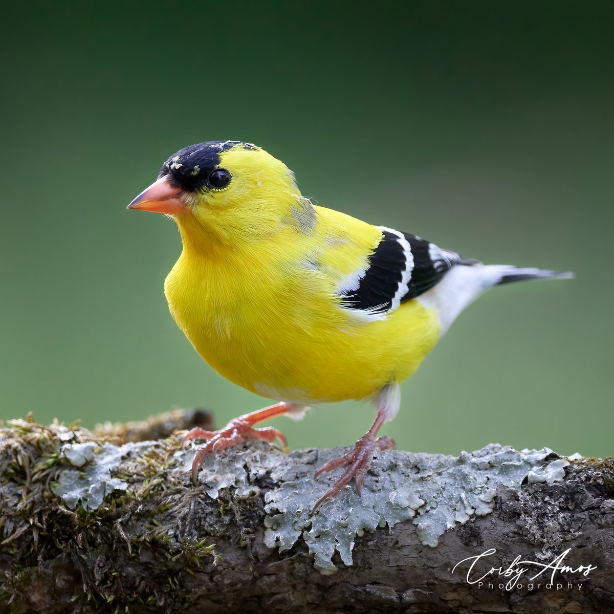 These fellas make me smile. They were gone for a month or two. Now they're back to show off. American Goldfinch.
.
.
#birdphotography #birdwatching #birding #BirdTwitter #twitterbirds #birdpics #americangoldfinch