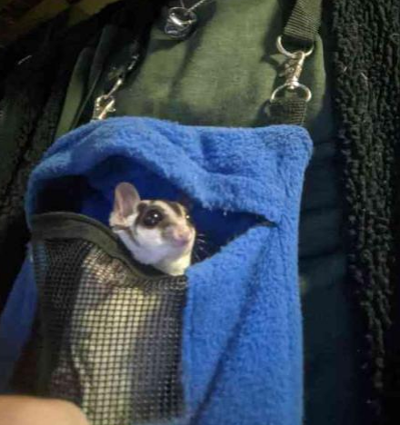 Sugar Gliders Daily (@glidersdaily) on Twitter photo 
