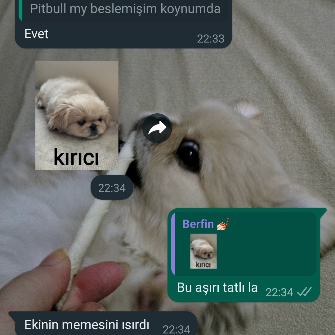 ekinnbe's tweet photo. Meme ısıran köpke mi 🥺 benim yolumdan gidiyor... https://t.co/t4I35IFFyQ